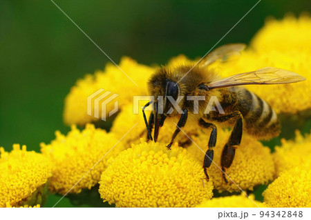 Closeup on a worker mining bee, Apis mellifera on a Yellow Tansy flower, Tanacetum vulgare Closeup on a worker mining bee, Apis mellifera on a Yellow Tansy flower, Tanacetum vulgare 94342848