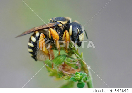 Closeup on a colorful threatened yellow Mediterranean interrupted resin-leafcutter bee , Trachusa interrupta Closeup on a colorful threatened yellow Mediterranean interrupted resin-leafcutter bee , Trachusa interrupta 94342849