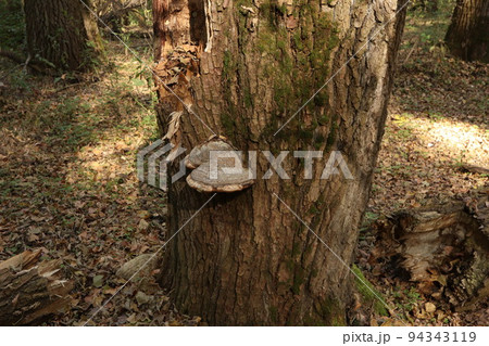 Old fungus in the autumn forest Old fungus in the autumn forest 94343119