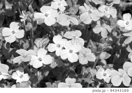 Black and white photo of blooming flowers in a flower bed. Nature background. Black and white photo of blooming flowers in a flower bed. Nature background. 94343169
