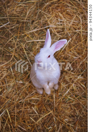 うさぎ うさぎ 94344150
