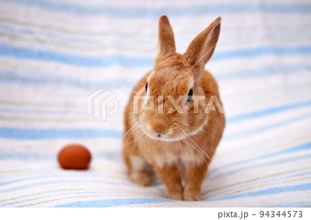 うさぎ うさぎ 94344573