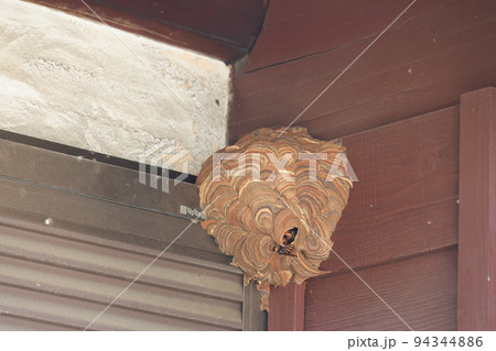 空き家の軒下に造ったスズメバチの巣 94344886