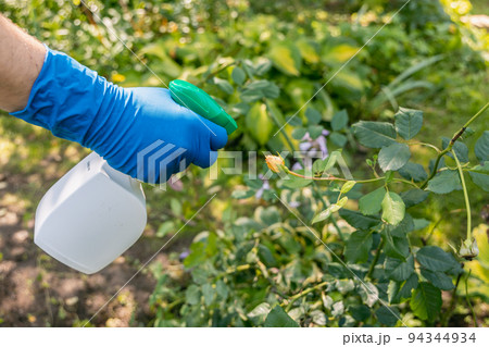 treatment in the garden of young shoots of roses from aphids, whiteflies and insect pests 94344934