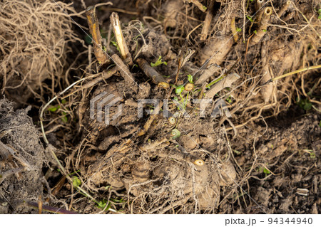 dahlia tubers just lifted for overwintering dahlia tubers just lifted for overwintering 94344940