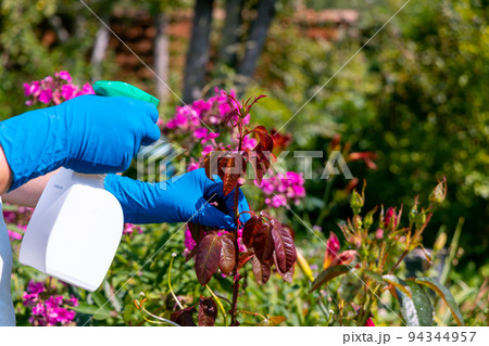 treatment in the garden of young shoots of roses from aphids, whiteflies and insect pests 94344957