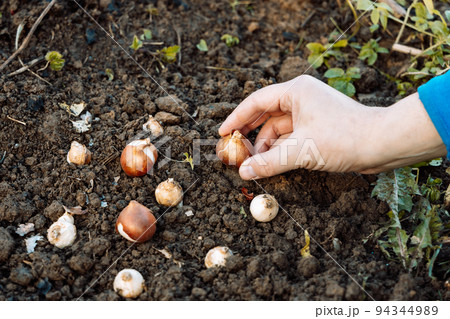 hands holding tulip bulbs before planting in the ground hands holding tulip bulbs before planting in the ground 94344989