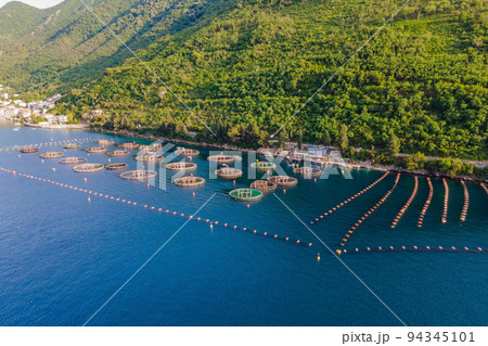 Oyster farm in the Mediterranean. Montenegro, Kotor Oyster farm in the Mediterranean. Montenegro, Kotor 94345101