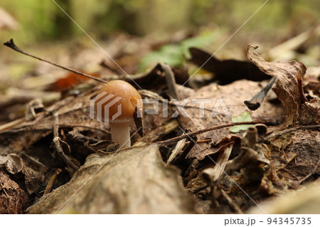 Small mushroom Psathyrella spadiceogrisea in the dry autumn forest Small mushroom Psathyrella spadiceogrisea in the dry autumn forest 94345735