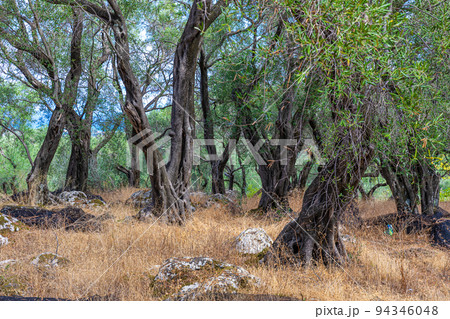 In the old olive orchard, Corfu island 94346048
