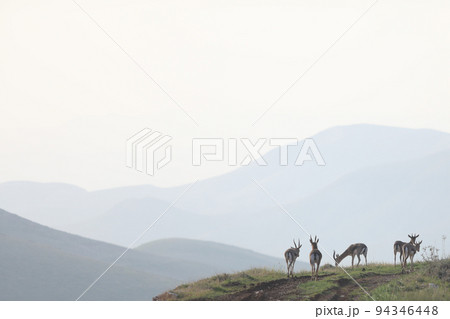 Beautiful axis deer in the nature habitat in Thailand.Beautiful axis deer close up. Beautiful axis deer in the nature habitat in Thailand.Beautiful axis deer close up. 94346448