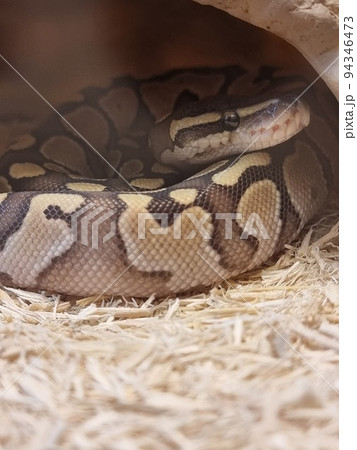 The royal python looks up close-up. Reptile in the terrarium. The royal python looks up close-up. Reptile in the terrarium. 94346473