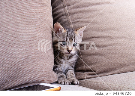 Gray kitten between cushion of ssofa closeup 94346720