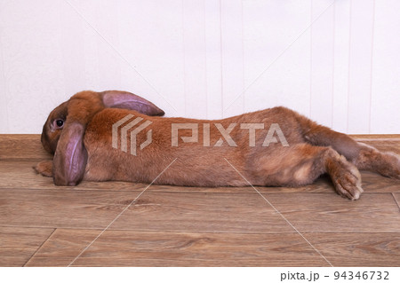 Cute red house rabbit in the room Cute red house rabbit in the room 94346732