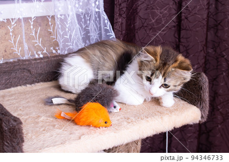 A small fluffy kitten plays with toys A small fluffy kitten plays with toys 94346733