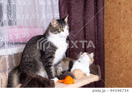 Mom cat kisses kitten at home, pets 94346734