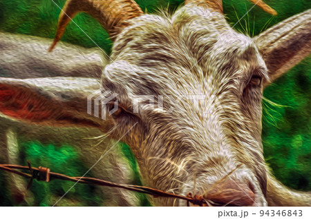Close-up of goat next a fence in a farmhouse 94346843