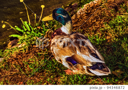Duck resting on lawn next to water 94346872