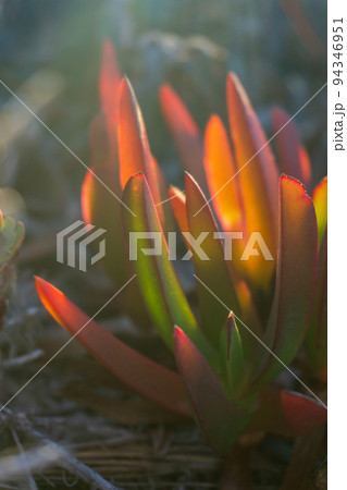 Multi-colored succulent Carpobrotus chilensis leaves in sunset rays 94346951