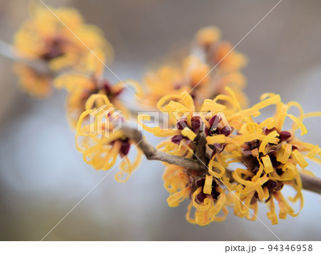 2月に咲きはじめたハマメリス・インターメディア「エレナ」の花 2月に咲きはじめたハマメリス・インターメディア「エレナ」の花 94346958