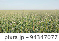 Blooming buckwheat field, white buckwheat flowers close-up, blue sky and bright sun. 94347077