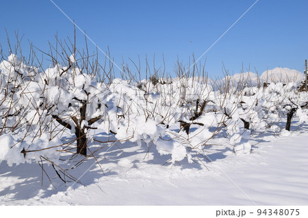 樹木に雪が着雪した風景 樹木に雪が着雪した風景 94348075