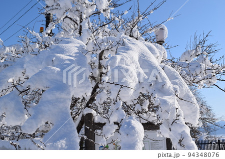 樹木に雪が着雪した風景 樹木に雪が着雪した風景 94348076
