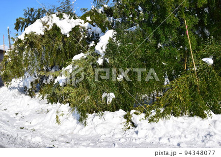 樹木に雪が着雪した風景 樹木に雪が着雪した風景 94348077