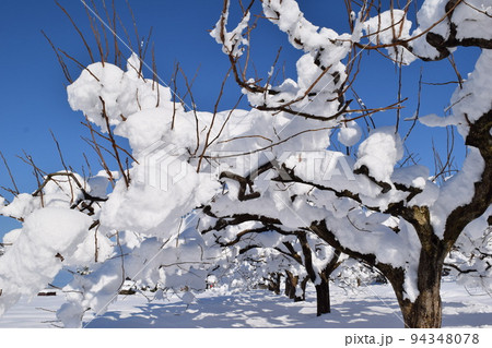 樹木に雪が着雪した風景 樹木に雪が着雪した風景 94348078