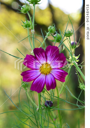 コスモス （秋桜） 94348458