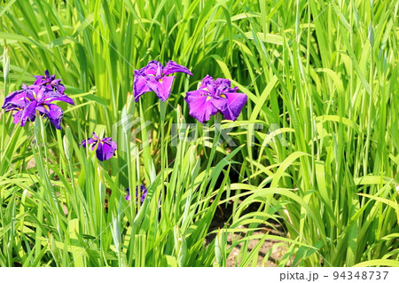 ハナショウブの花 紫苑 ハナショウブの花 紫苑 94348737