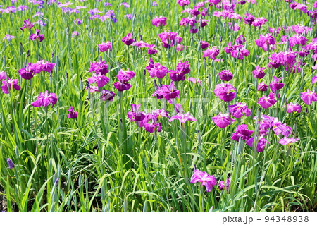 ハナショウブの花　艶小町 94348938