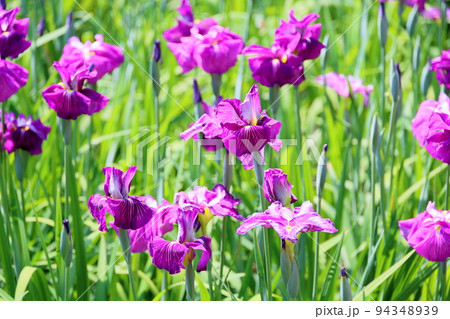 ハナショウブの花 艶小町 ハナショウブの花 艶小町 94348939