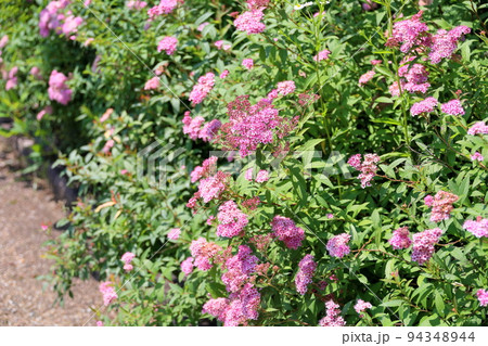 シモツケソウの花 94348944