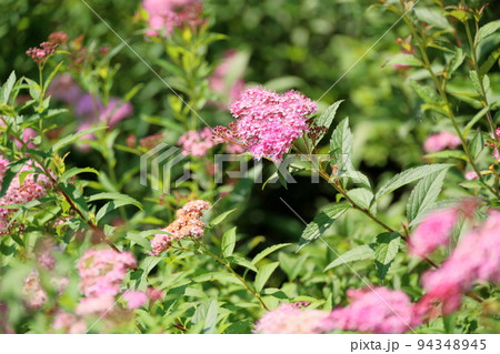 シモツケソウの花 シモツケソウの花 94348945