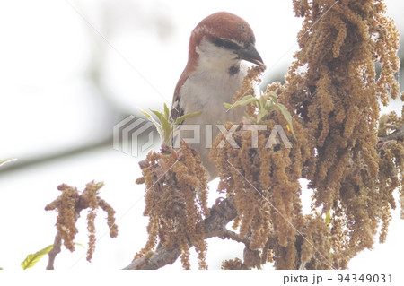 ニュウナイスズメ 野鳥 クヌギの花に付いた虫を探す 頬に黒い斑点の無いスズメ ニュウナイスズメ 野鳥 クヌギの花に付いた虫を探す 頬に黒い斑点の無いスズメ 94349031