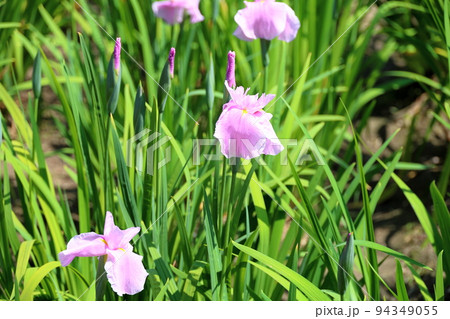 ハナショウブの花 美吉野 ハナショウブの花 美吉野 94349055
