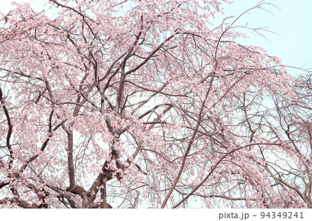 春の花見しだれ桜 94349241