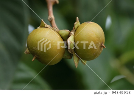 自然　植物　オオバナサルスベリ、秋の沖縄。カキの実のように見える果実、直径は三センチほど 94349918