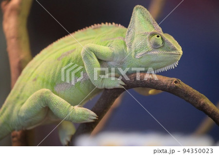 〔石川県能美市・いしかわ動物園・9月〕鮮やかな緑色のエボシカメレオン　枝の上 94350023