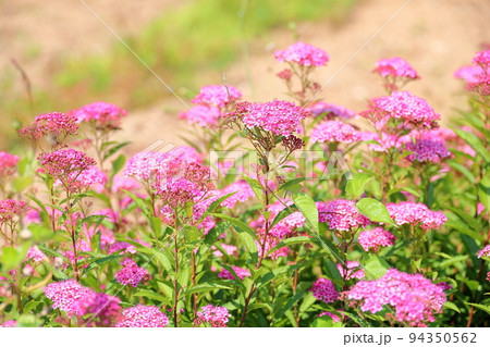 シモツケソウの花 94350562