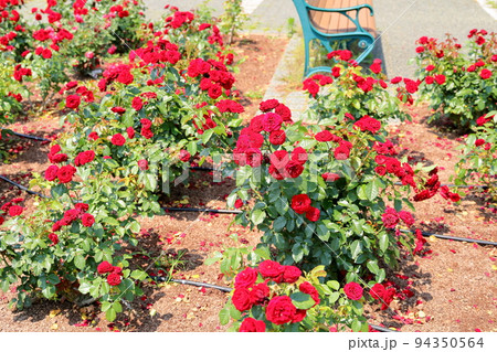 バラの花　ラバグルート 94350564