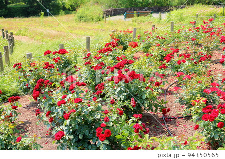 バラの花　ラバーグルート 94350565