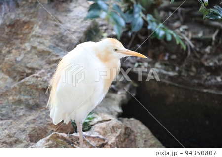 〔石川県能美市・いしかわ動物園〕アマサギ　夏羽（繁殖期）　 94350807