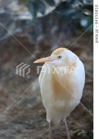 〔石川県能美市・いしかわ動物園〕アマサギ　夏羽（繁殖期）　 94350810