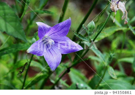 キキョウ キキョウ 94350861