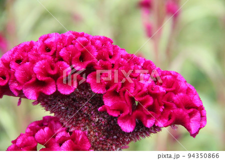 ケイトウの花 94350866