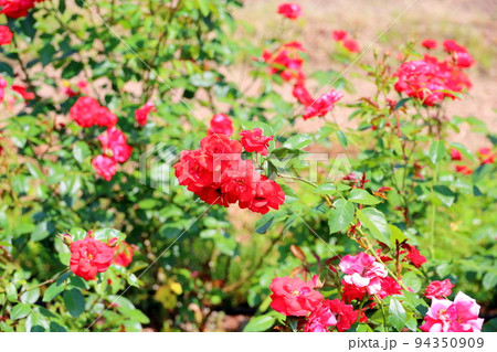 バラの花　ラセビリア―ナ 94350909