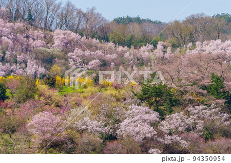 桜の名所 福島・花見山は桃源郷 桜の名所 福島・花見山は桃源郷 94350954