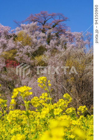 桜の名所　福島・花見山は桃源郷 94350960